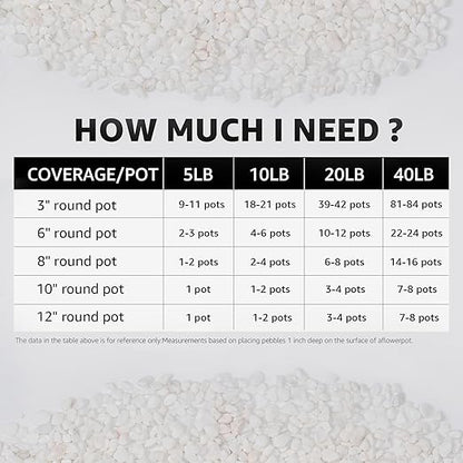 1/5 Inch White Succulent Cactus Gravel, 10 lbs – Ideal for Succulent Plant Pots, Vase Fillers, Glass Containers, Aquariums, Patios, and Outdoor Gardening River Stones (White, 10 Pounds)