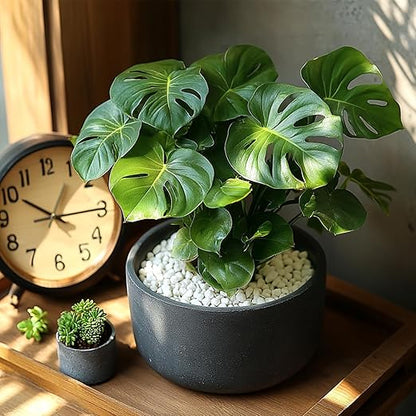 1/5 Inch White Succulent Cactus Gravel, 5 lbs – Ideal for Succulent Plant Pots, Vase Fillers, Glass Containers, Aquariums, Patios, and Outdoor Gardening River Stones (White, 5 Pounds)