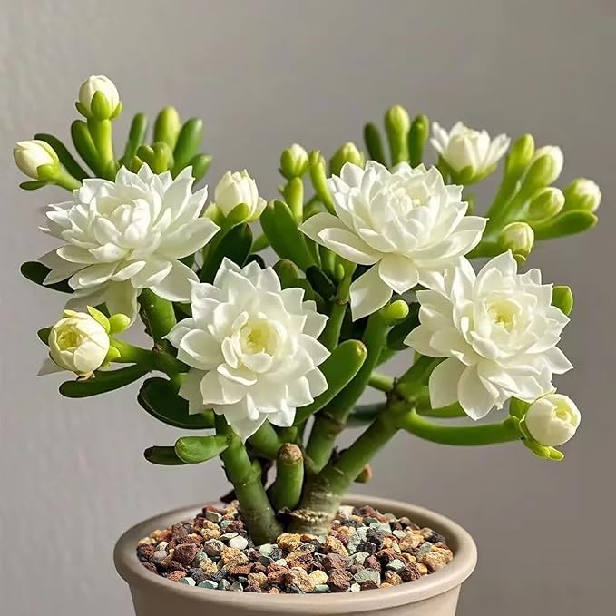 10 lbs Succulent Cactus Soil Potting Mix,5-8 mm Pebbles Mix Horticultural Lava Rock